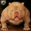 Roberto - @robertoyoung2630 - TikTok