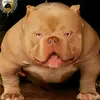 robertoyoung4 - @robertoyoung4 - TikTok