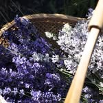 Robin Allison - @robin.allison.714 - Instagram