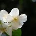 Robin Altman - Facebook