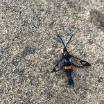 robin arnett - @rob.arnt - Instagram