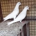 Robin babbar 2580 - @robin_babbar_2580 - Instagram