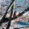 Robin Ballard - @robin.ballard8 - TikTok