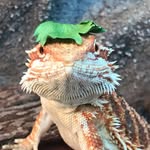 🐲 Bearded Dragon 🐲 - @robinbearddragon - Instagram