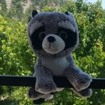 @robin_bear - Instagram