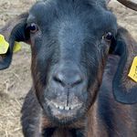 Michael & Robin Beavers - @arkansas_kiko_goats - Instagram