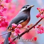 Robin Beeman - @robin.beeman.31 - Instagram