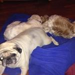Robin Beeman - @robbie4011955 - Instagram