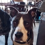 Robin Bellinger - Facebook