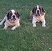 Robin Bennett - Facebook