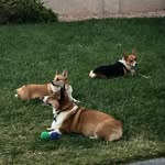 Robin Benoit - @corgi_mom73 - Instagram