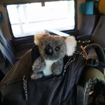 Les aventures de Bill 🐨 et Robin 🦊 - @lesaventuresdebilletrobin - Instagram