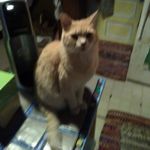 Robin Bixler - @bodittykitty - Instagram