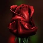 Robin J Gruca Blaha - @rose3robin - Instagram