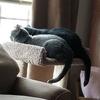 classycat - @robinbohanon - TikTok