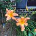 Robin Lee Bordonaro - Facebook