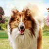 Robin.van.den.Bosch - @robin.van.den.bosch - TikTok