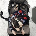 Dart_and_Robin - @dart_and_robin_boston - Instagram