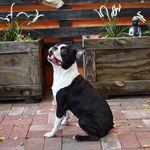 Robin Boston Terrier - @robinthemennnnace - Instagram