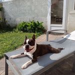Robin - @robin.boston.terrier - Instagram