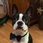Robin - @robin.the.boston - Instagram