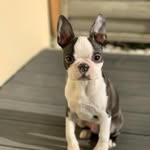 Robin - @robin_the_bostonterrier - Instagram