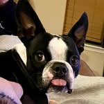 Robin Shi’thead the Boston - @robin.dogwonder - Instagram