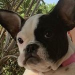@robinbostongal - Instagram