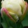 robinrboswell71083 - @robinrboswell71083 - TikTok