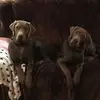 robinbower3066 - @robinbower3066 - TikTok