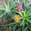 Robin Brewster - @robin.brewster82 - TikTok