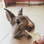 Robin Bunny - @_robin_bunny_ - Instagram