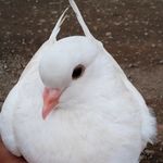Robin Bunny - @robinbunny6 - Instagram