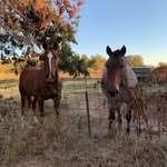 Robin Burdick - @robin_thehorse_person - Instagram