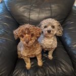 Robin Burks Pfaff - @burkspfaff - Instagram