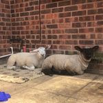 Button and Robin - @button_and_robins_journey_ - Instagram