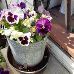 Robin Caudill - @lazydoggardens - Instagram