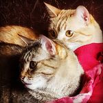 Robin Chartier - @chatons_chartier - Instagram
