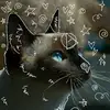 Robin Chitwood - @robin.chitwood5 - TikTok