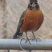 Christmas Robin - Facebook