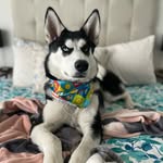 Robin 🐶 - @robincillo_elhusky - Instagram