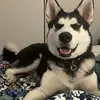 Robincillo el Husky 🐶 - @robincilloelhusky - TikTok