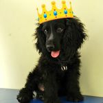 Robin Coker Spaniel - @mr.robin.official2017 - Instagram