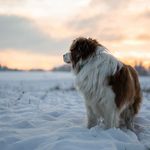 ~ Owen Fatranský sen ~ - @bordercollie.robin - Instagram