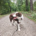 Border Collie - @robin_border_collie - Instagram