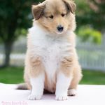 Glamourell must be heaven - @_robin_collie_ - Instagram
