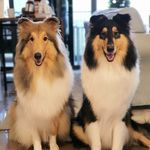Hayley & Robin - @hayleyrobin.roughcollie - Instagram