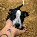 Nico Robin | Border Collie - @robinborder.c - Instagram