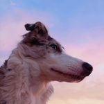 𝚁𝙾𝙱𝙸𝙽☮︎ - @robin.thecollie - Instagram