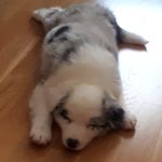 Robin border collie - @robinbordercollie - Instagram